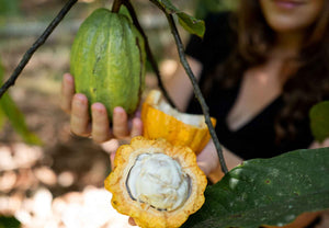
                  
                    Load image into Gallery viewer, Wild cacao in nature
                  
                