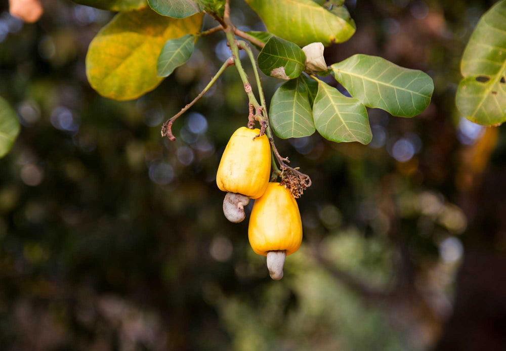 
                  
                    Load image into Gallery viewer, Cashew trees
                  
                